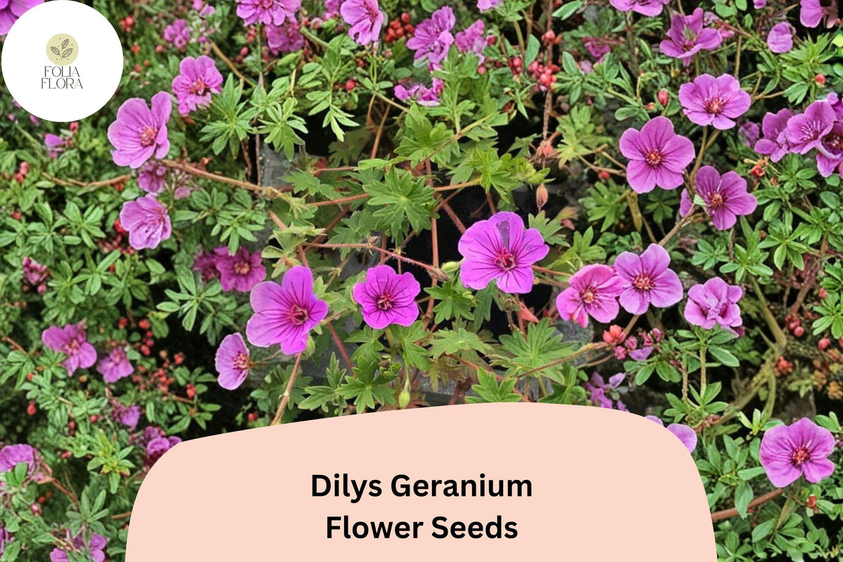 25 Dilys Geranium Seeds - Purple Hardy Cranesbill Perennial Ground Cover