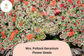 25 Mrs. Pollock Geranium Seeds - Pelargonium hortorum with Variegated Foliage & Red Blooms