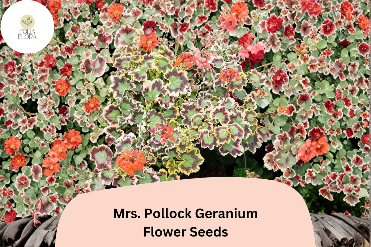 25 Mrs. Pollock Geranium Seeds - Pelargonium hortorum with Variegated Foliage & Red Blooms