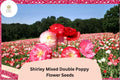 200 Shirley Double Poppy Seeds - Mixed Colors Easy Grow Wildflower