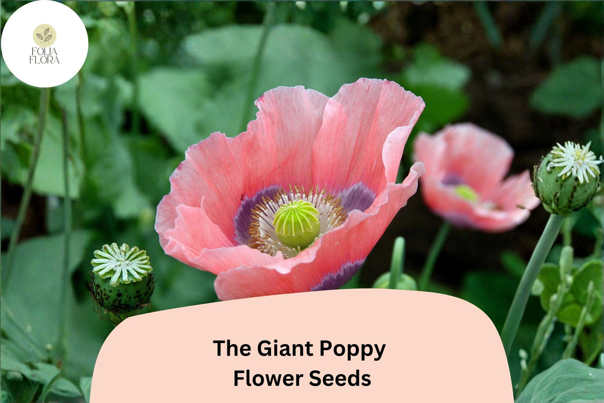 200 Giant Poppy Seeds for Planting – Large Vibrant Blooms, Easy Grow Annual Wildflower