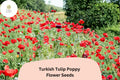 200 Turkish Tulip Poppy Seeds – Unique Wildflower Blooms for Planting