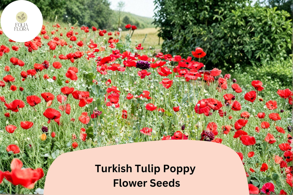 200 Turkish Tulip Poppy Seeds – Unique Wildflower Blooms for Planting