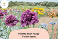 Violetta Blush Poppy Seeds – Lavender-Pink Annual Wildflower (200 Seeds)