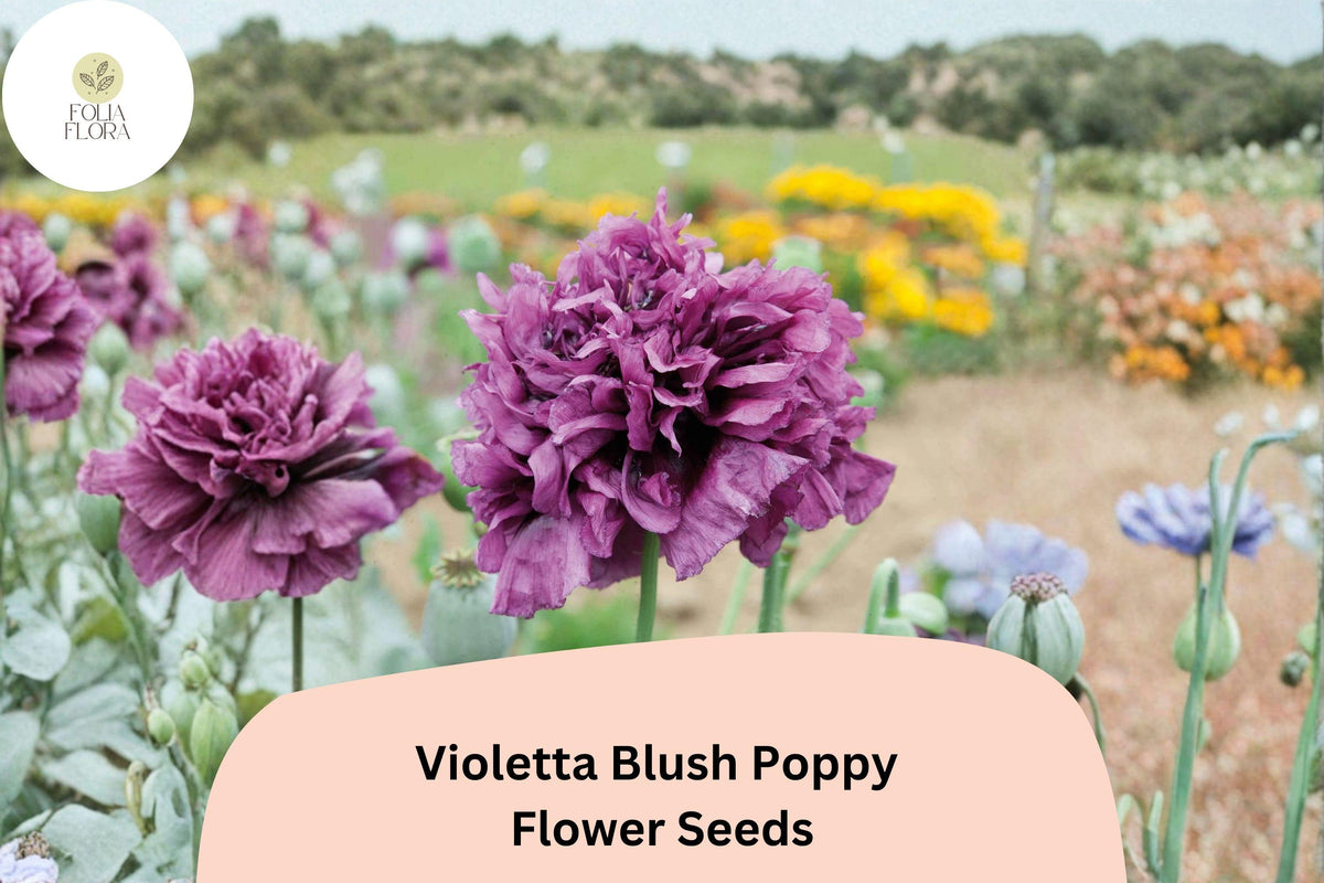 Violetta Blush Poppy Seeds – Lavender-Pink Annual Wildflower (200 Seeds)