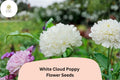 200 White Cloud Poppy Seeds – Pure White Blooms, Easy-Grow Wildflower