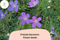 25 Prelude Geranium Seeds – Vibrant Purple Perennial Flower