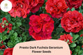 25 Presto Dark Fuchsia Geranium Seeds - Easy Grow Perennial Flower