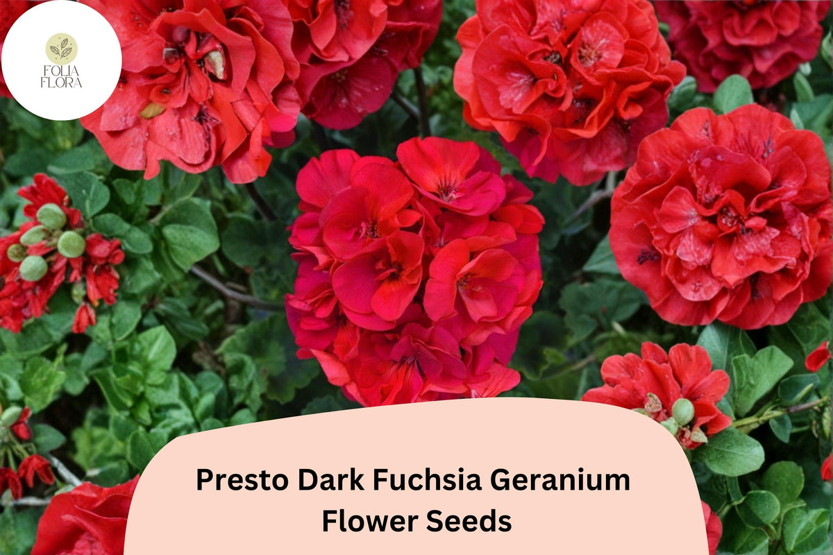 25 Presto Dark Fuchsia Geranium Seeds - Easy Grow Perennial Flower