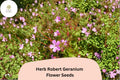 Herb Robert Seeds – 25 Pink Flower Seeds for Hardy Perennial Gardens
