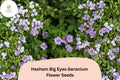 25 Hexham Big Eyes Geranium Seeds – Purple Perennial Flower for Garden Planting