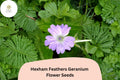 25 Hexham Feathers Geranium Seeds – Purple Feather-Like Blooms, Hardy Perennial