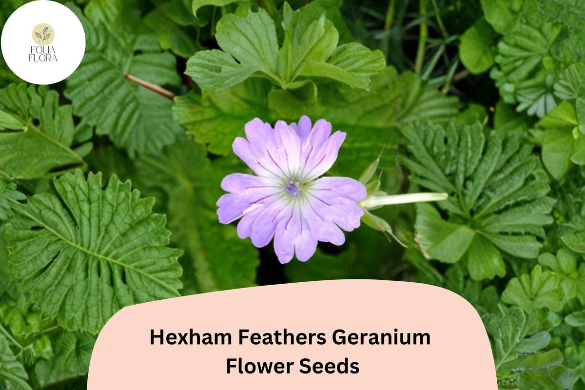 25 Hexham Feathers Geranium Seeds – Purple Feather-Like Blooms, Hardy Perennial