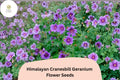 25 Himalayan Cranesbill Geranium Seeds – Purple Hardy Perennial Flowers for Garden