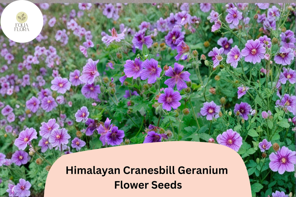25 Himalayan Cranesbill Geranium Seeds – Purple Hardy Perennial Flowers for Garden