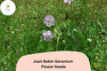 25 Joan Baker Geranium Seeds - Soft Pink Perennial Flowers