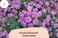 25 Karmina Geranium Seeds – Pink Flowers, Hardy Perennial for Garden Planting