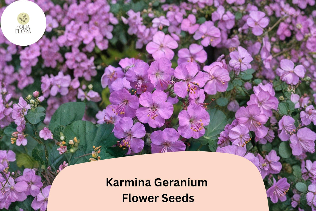 25 Karmina Geranium Seeds – Pink Flowers, Hardy Perennial for Garden Planting