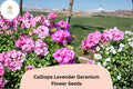 25 Calliope Lavender Geranium Seeds – Trailing Ivy Hybrid