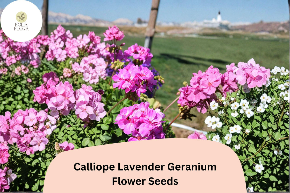 25 Calliope Lavender Geranium Seeds – Trailing Ivy Hybrid