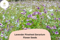 25 Lavender Pinwheel Geranium Seeds – Hardy Perennial Lavender Flowers for Garden Planting