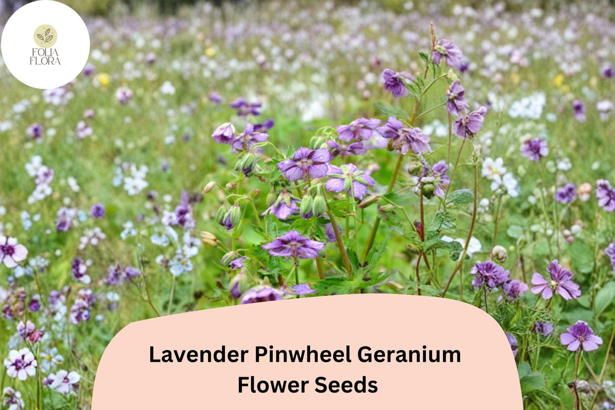 25 Lavender Pinwheel Geranium Seeds – Hardy Perennial Lavender Flowers for Garden Planting