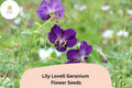 25 Lily Lovell Geranium Seeds – Purple Flowers, Hardy Perennial