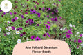 25 Ann Folkard Geranium Seeds - Hardy Perennial Magenta Cranesbill