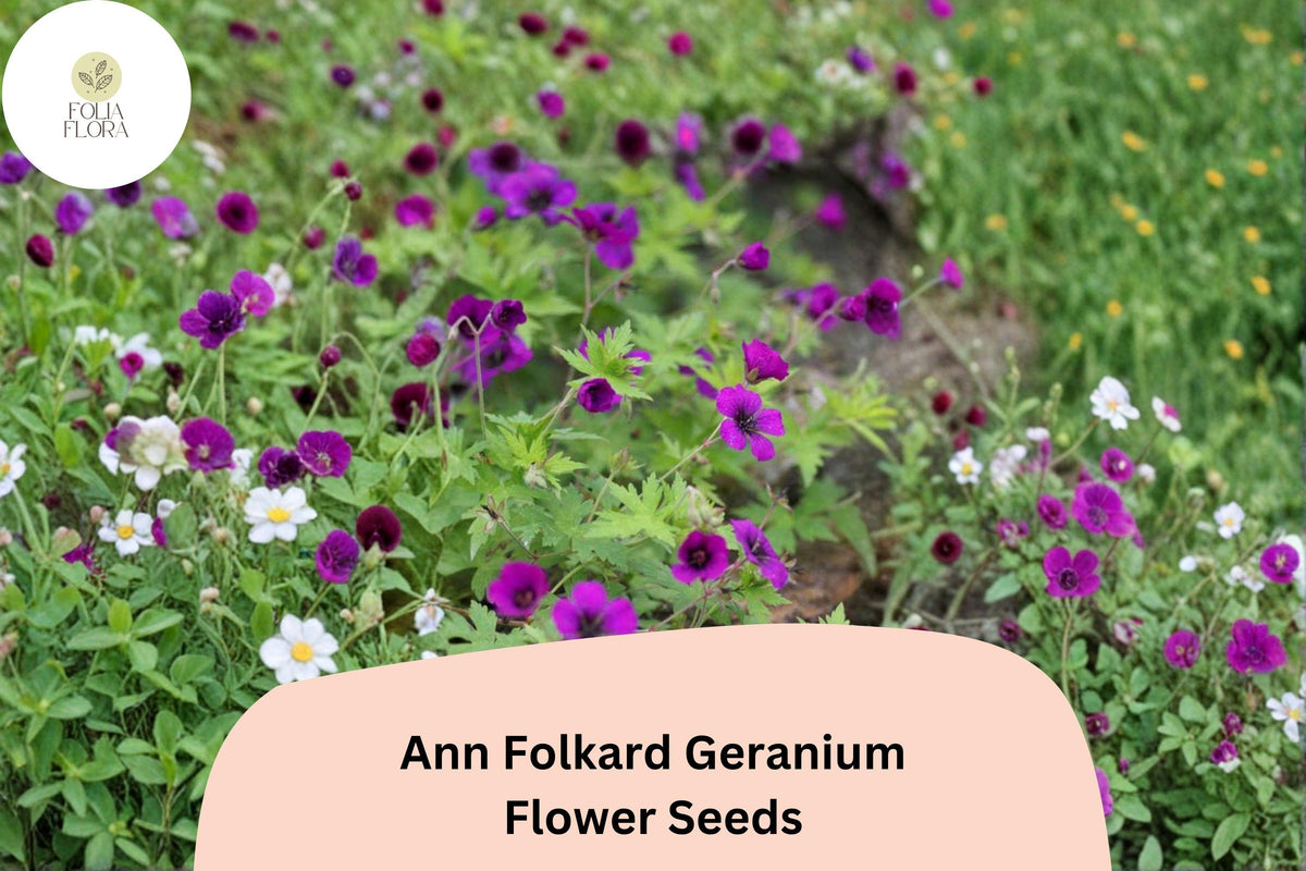 25 Ann Folkard Geranium Seeds - Hardy Perennial Magenta Cranesbill