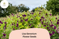 25 Lisa Geranium Seeds for Planting – Purple Flowering Hardy Perennial