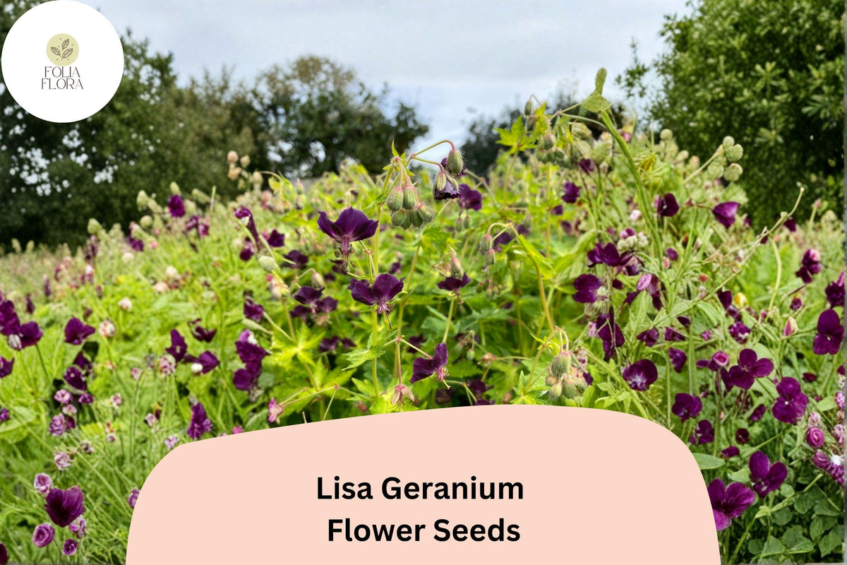 25 Lisa Geranium Seeds for Planting – Purple Flowering Hardy Perennial