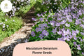 25 Maculatum Geranium Seeds – Purple Hardy Perennial Wild Geranium for Garden Planting