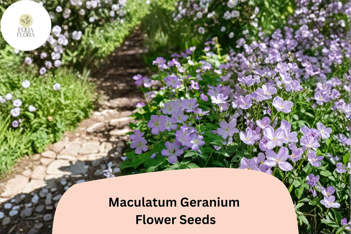 25 Maculatum Geranium Seeds – Purple Hardy Perennial Wild Geranium for Garden Planting