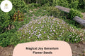 25 Magical Joy Geranium Seeds – Purple Flowers, Hardy Perennial for Garden Planting