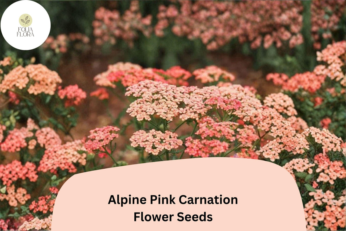 200 Apricot Delight Carnation Seeds - Dianthus caryophyllus Fragrant Apricot Blooms