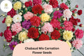 200 Chabaud Mix Carnation Seeds – Dianthus caryophyllus Fragrant Blooms for Garden & Bouquets