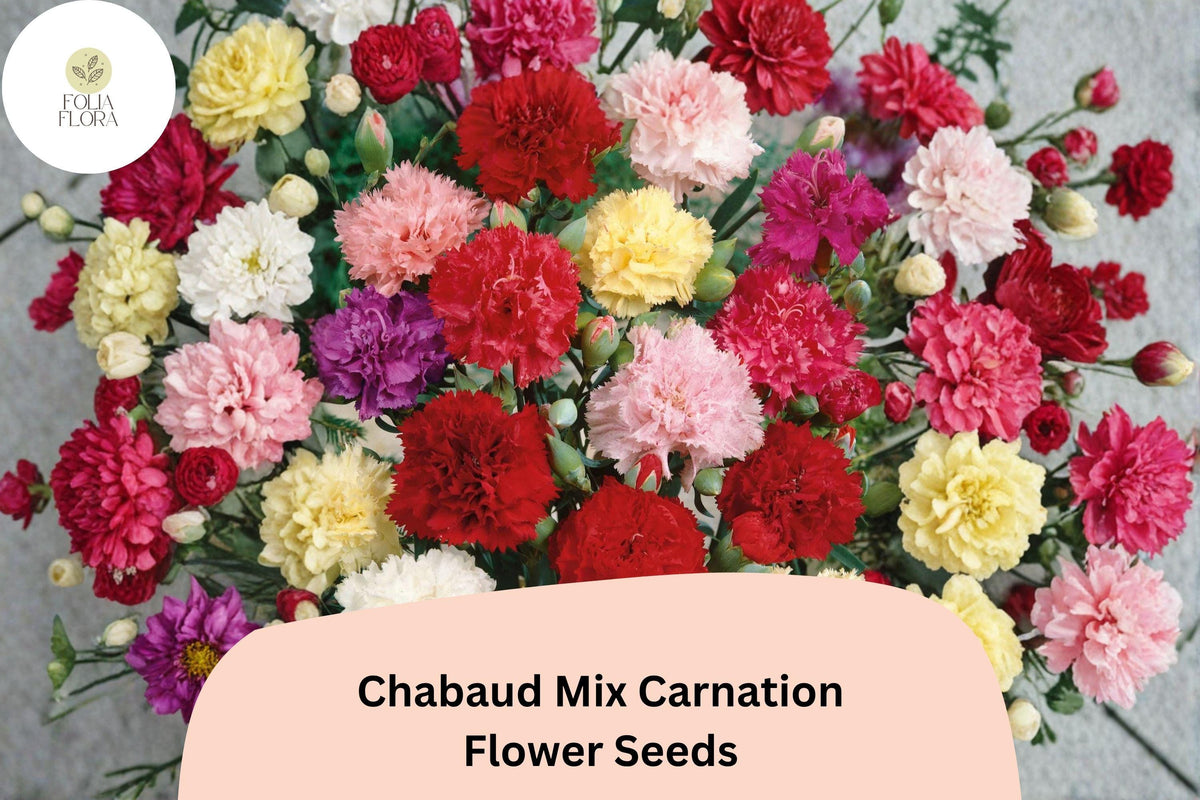 200 Chabaud Mix Carnation Seeds – Dianthus caryophyllus Fragrant Blooms for Garden & Bouquets