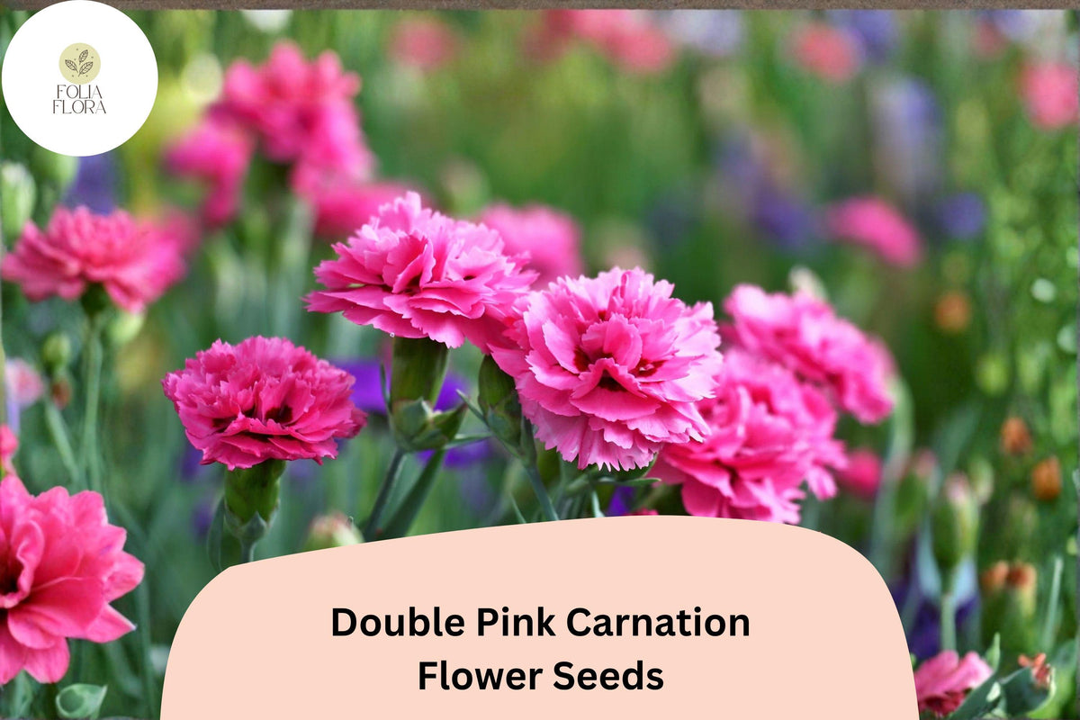 200 Double Pink Carnation Seeds – Fragrant Frilled Blooms for Planting