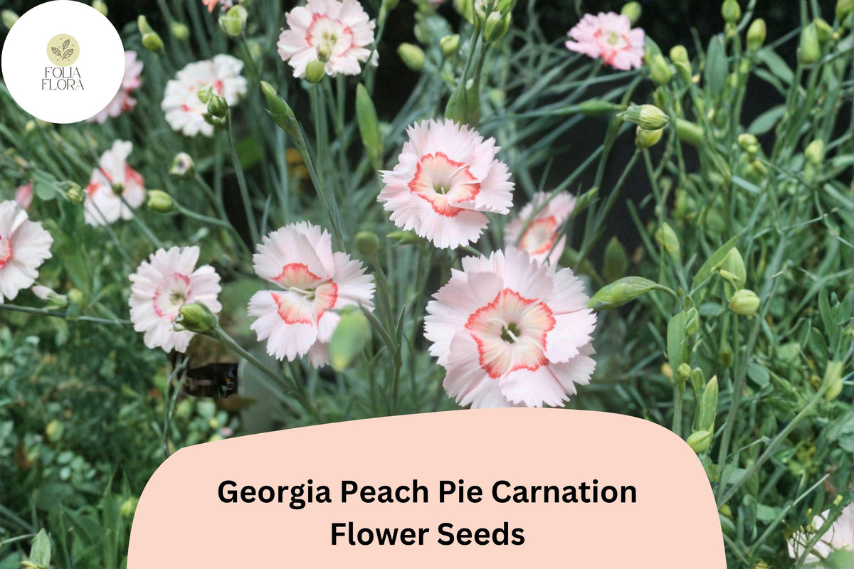 200 Georgia Peach Pie Carnation Seeds - Peach-Pink Fragrant Hardy Flowers