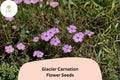 200 Glacier Carnation Seeds - Fragrant Purple Dianthus Perennial Flowers