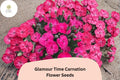 200 Glamour Time Carnation Seeds - Bright Pink Fragrant Dianthus Perennial