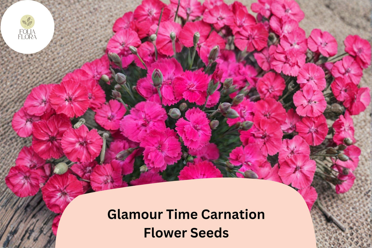 200 Glamour Time Carnation Seeds - Bright Pink Fragrant Dianthus Perennial