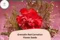 200 Grenadin Red Carnation Seeds - Fragrant Double Blooms, Hardy Perennial Dianthus