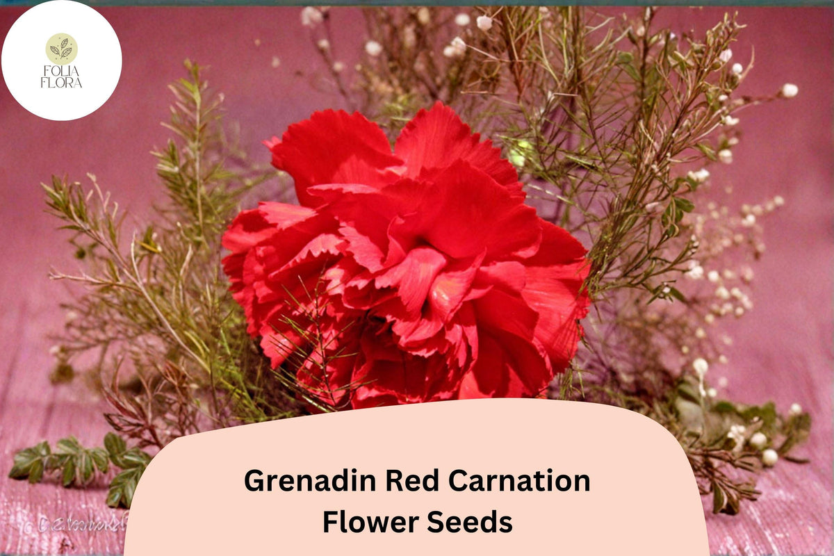 200 Grenadin Red Carnation Seeds - Fragrant Double Blooms, Hardy Perennial Dianthus