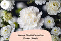 200 Jeanne Dionis Carnation Seeds - White Double Blooms, Fragrant Hardy Perennial Dianthus