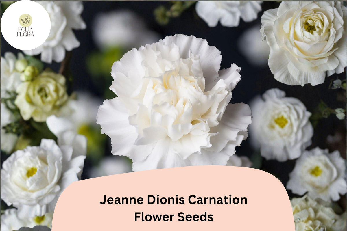 200 Jeanne Dionis Carnation Seeds - White Double Blooms, Fragrant Hardy Perennial Dianthus