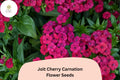 200 Jolt Cherry Carnation Seeds – Soft Pink Double Blooms, Fragrant Hardy Perennial Dianthus