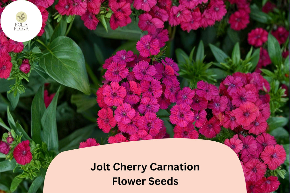 200 Jolt Cherry Carnation Seeds – Soft Pink Double Blooms, Fragrant Hardy Perennial Dianthus