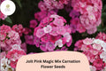 200 Jolt Pink Magic Mix Carnation Seeds - Pink Double Blooms, Fragrant Hardy Perennial Dianthus