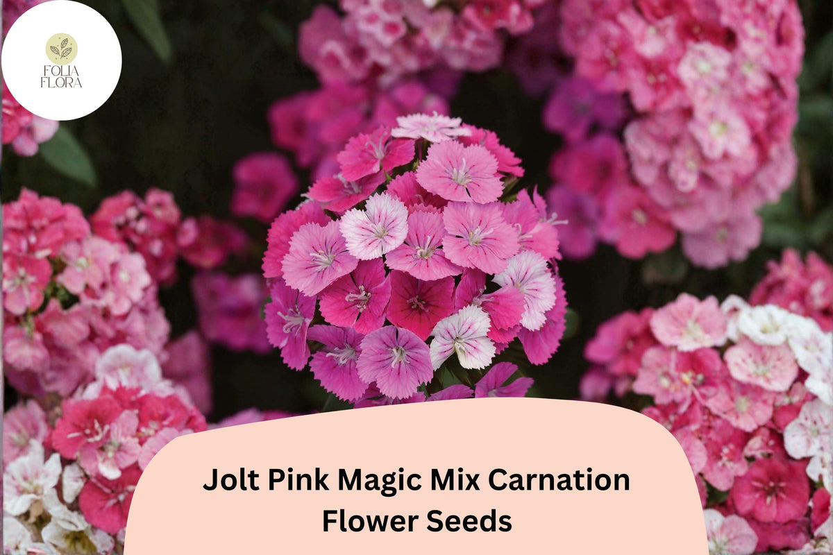 200 Jolt Pink Magic Mix Carnation Seeds - Pink Double Blooms, Fragrant Hardy Perennial Dianthus